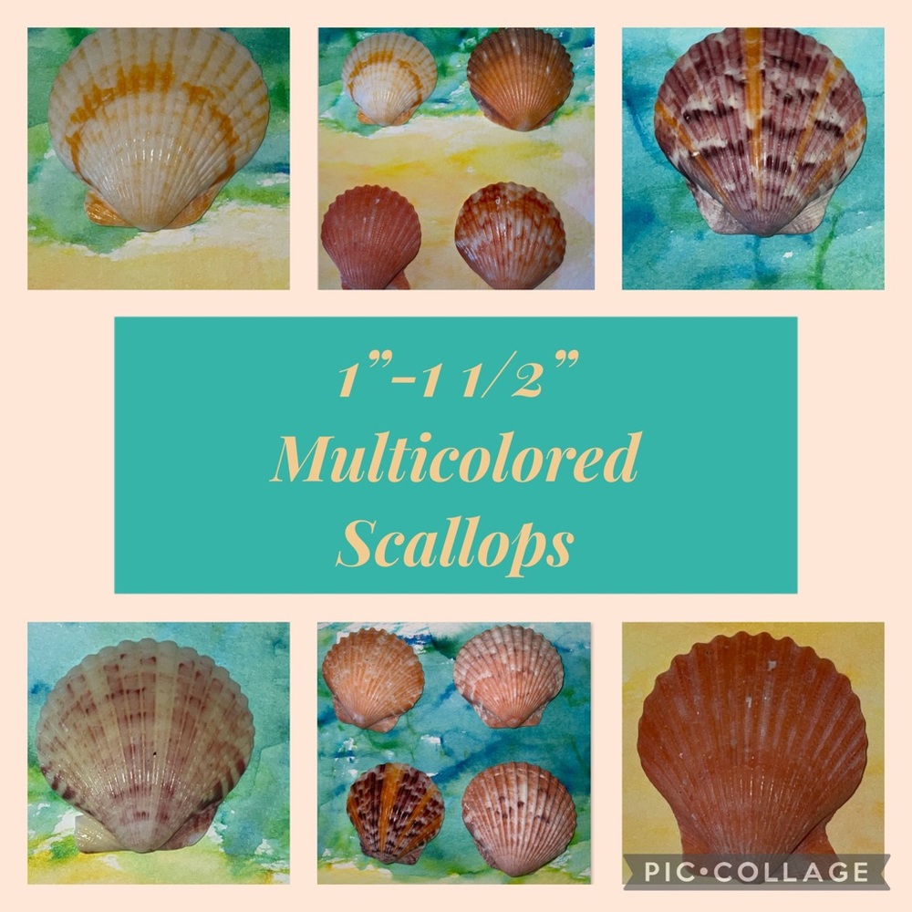 15 loose multi-colored Scallops 1.5”